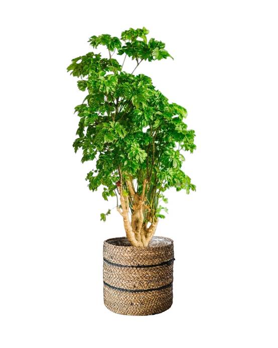 Polyscias Roble 60cm - Plante d'intérieur- La Green Touch - Image 1