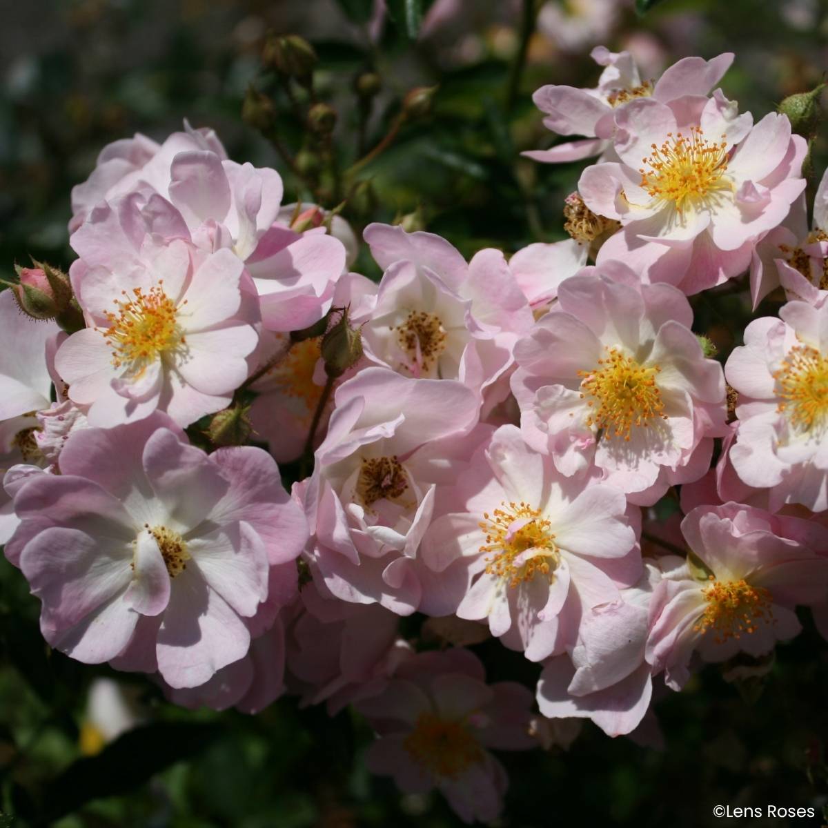 Promesse de Fleurs - Rosier miniature Ma Fille Sara Pot de 4L/5L