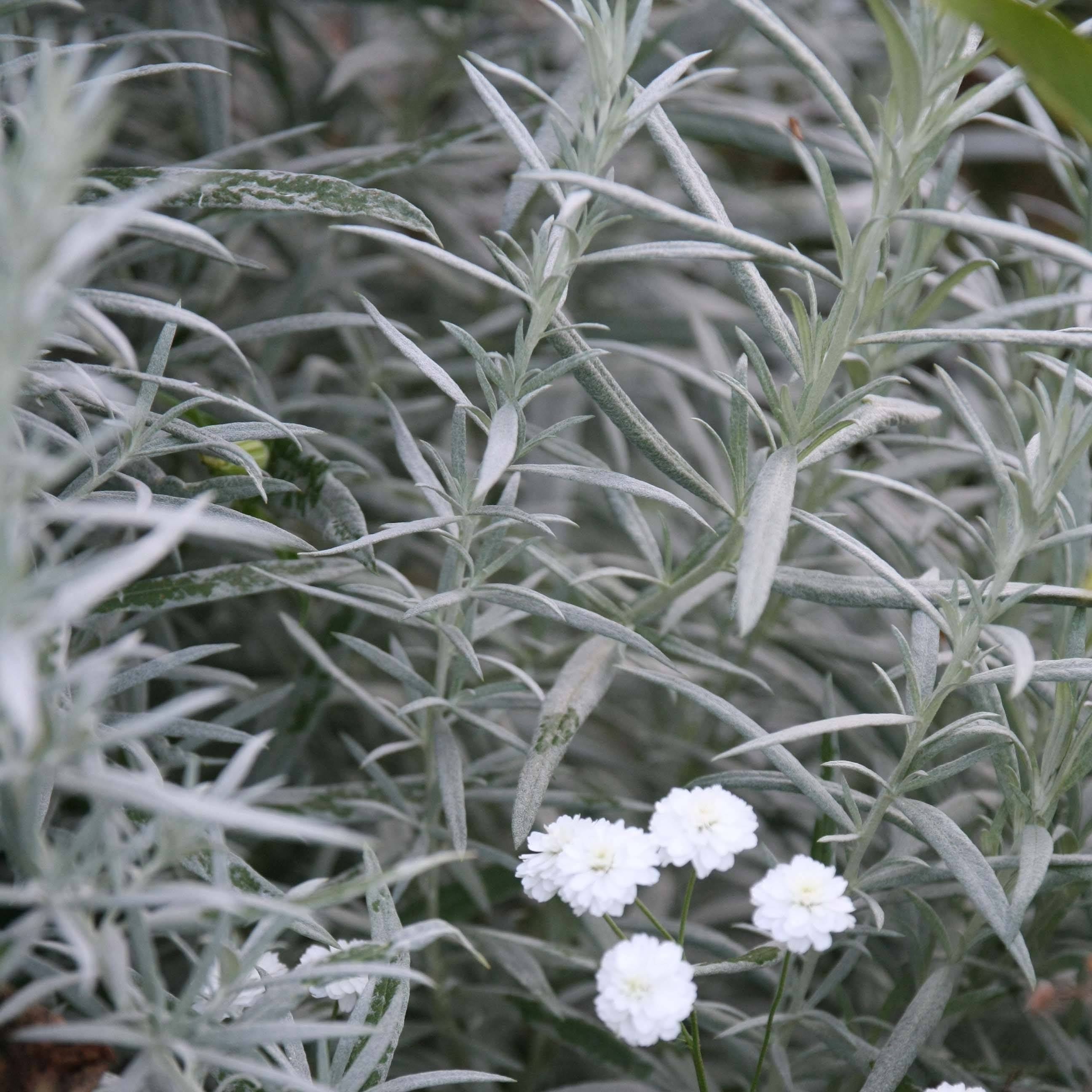 Armoise - Artemisia ludoviciana Silver Queen Godet de 8/9 cm
