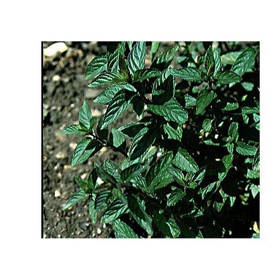Menthe poivrée - Mentha piperita Godet de 8/9 cm