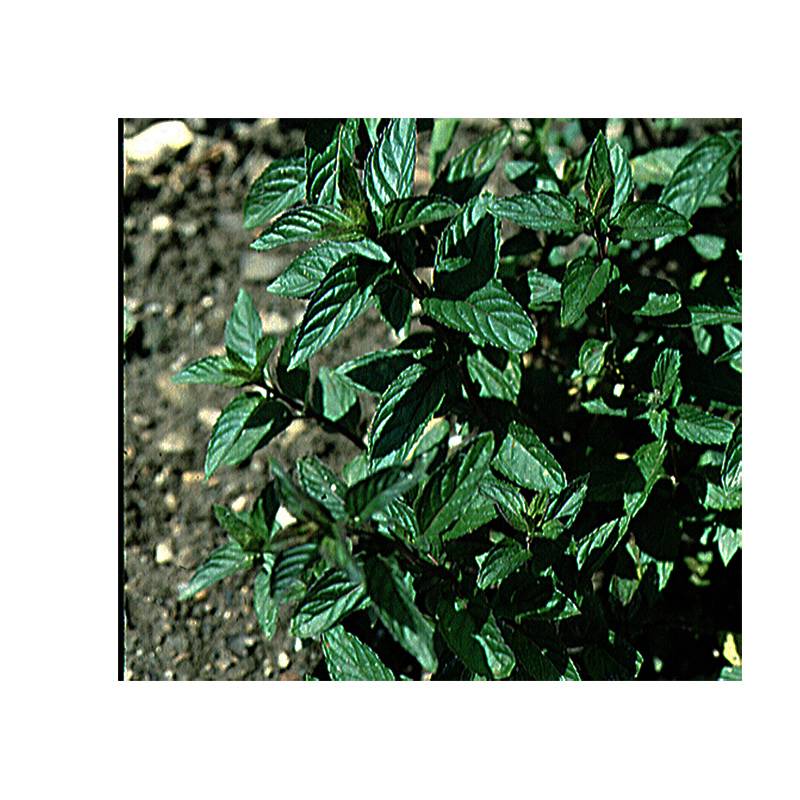 Menthe poivrée - Mentha piperita Godet de 8/9 cm