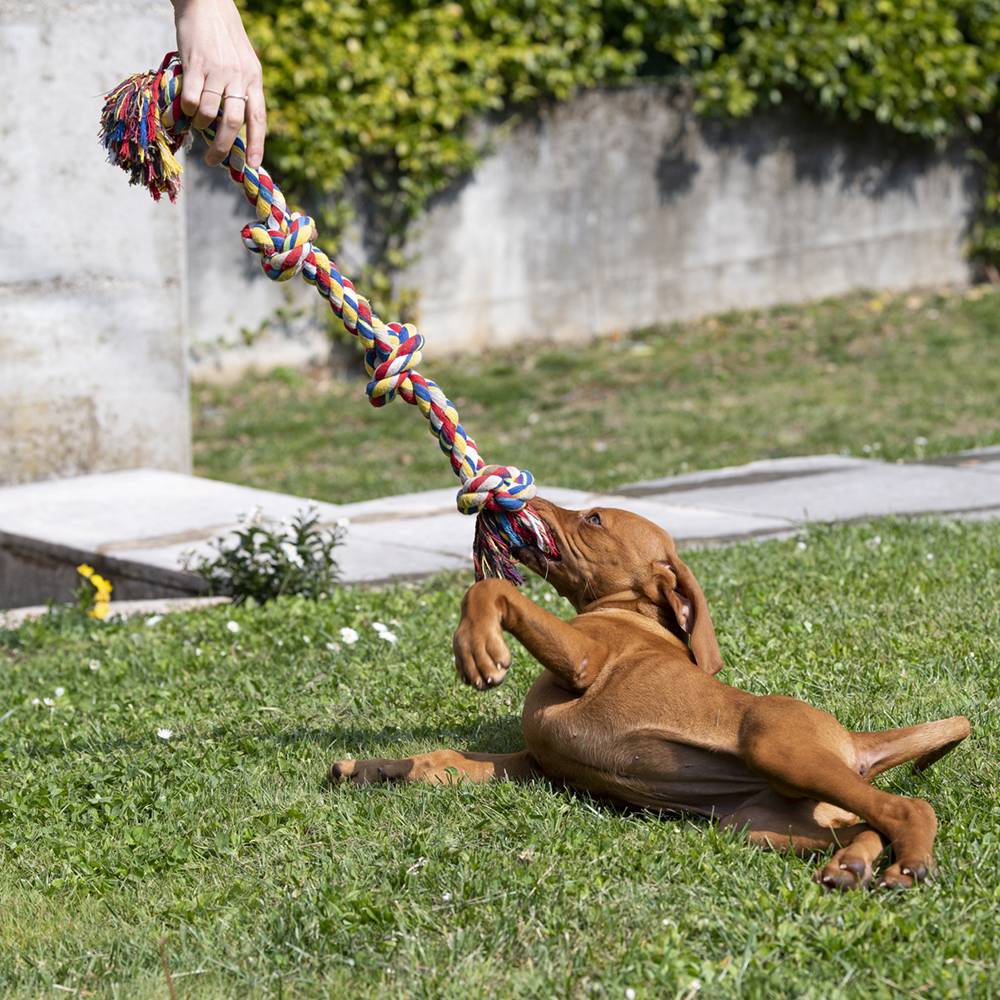 Ferplast - Ferplast Jouet chiens chien dentaire PA 6524 corde coton tressé à tirage - Image 2