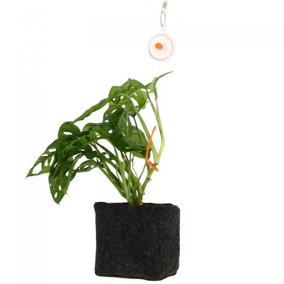 Lot de 10 tuteurs enrouleurs YOYO - FLORASTAR - Image 5