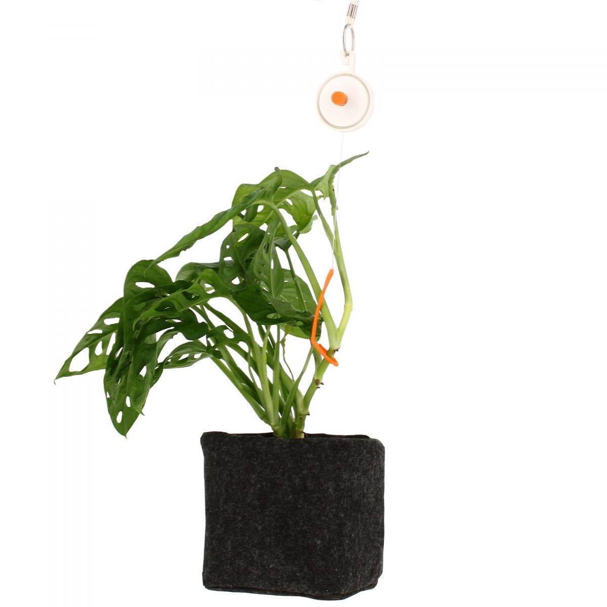 Lot de 10 tuteurs enrouleurs YOYO - FLORASTAR - Image 5