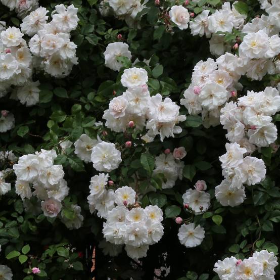 Rosier liane Adélaïde d'Orléans Pot de 4L/5L