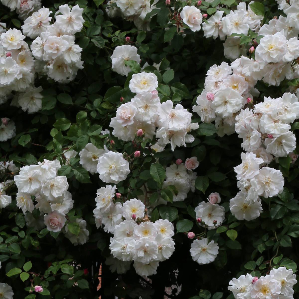 Rosier liane Adélaïde d'Orléans Pot de 4L/5L