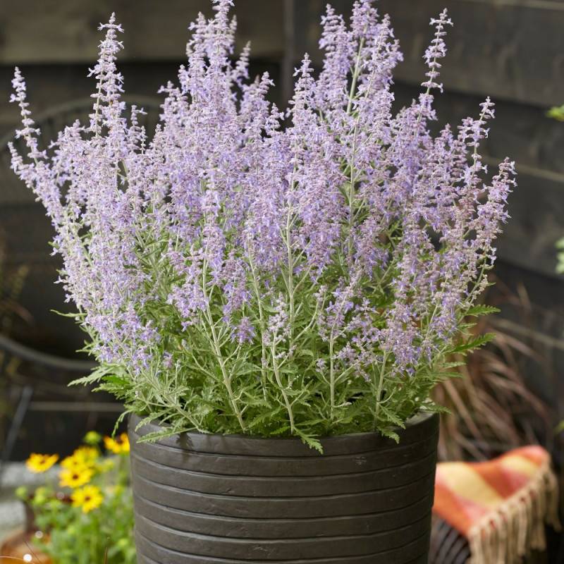 Lavande d'Afghanistan Lacey Blue® 'Lisslitt', Sauge Russe, Perovskia à fleurs Bleue - feuillage Persistant - Pot de 3L - 40/60 cm-  hauteur à maturité - Image 1
