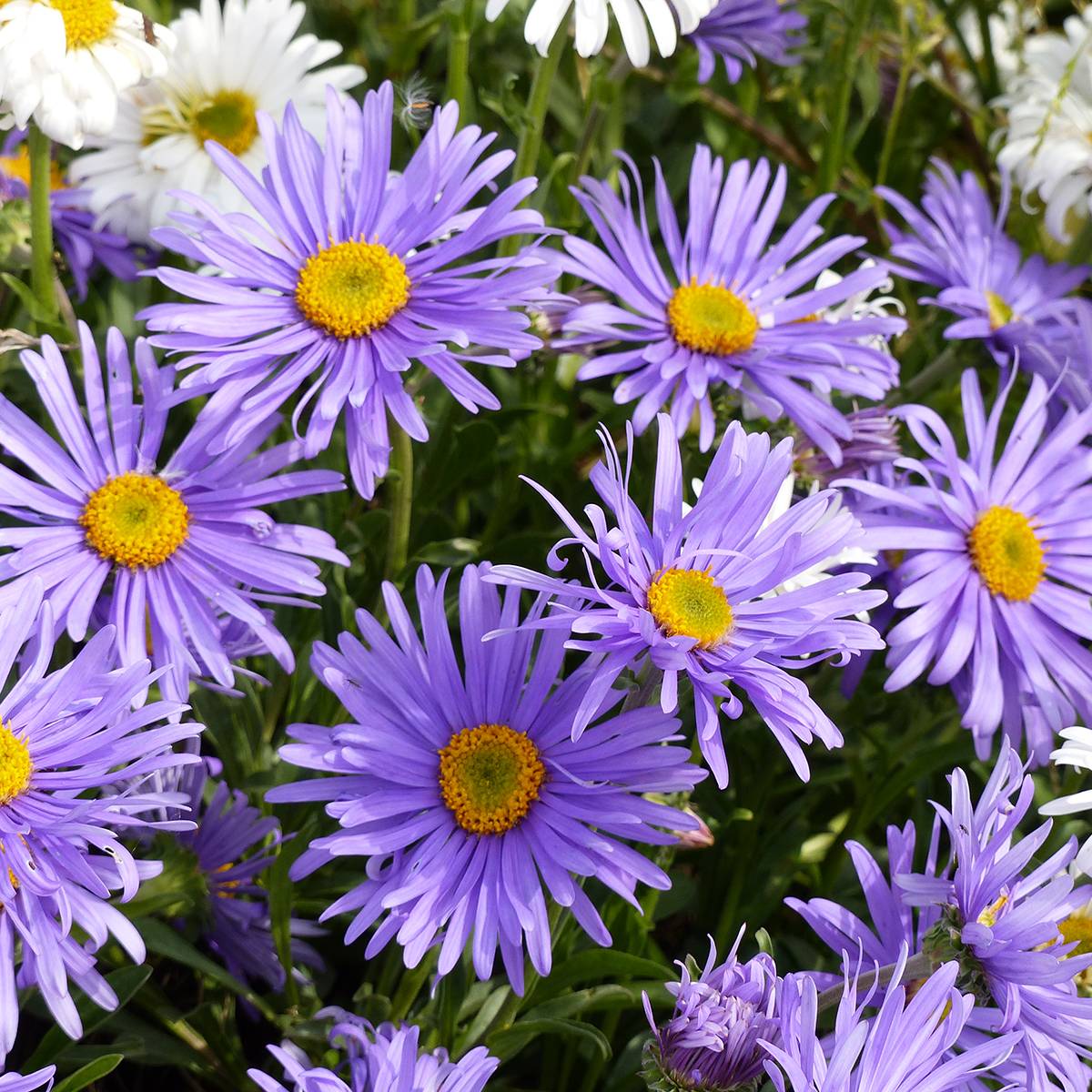 Promesse de Fleurs - Graines d'Aster des Alpes Goliath - Aster alpinus le sachet de 150 graines environ (0,25g)