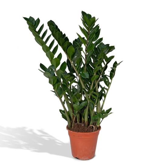 Zamioculcas Zamifiolias 100cm - Plante d'intérieur- La Green Touch - Image 1
