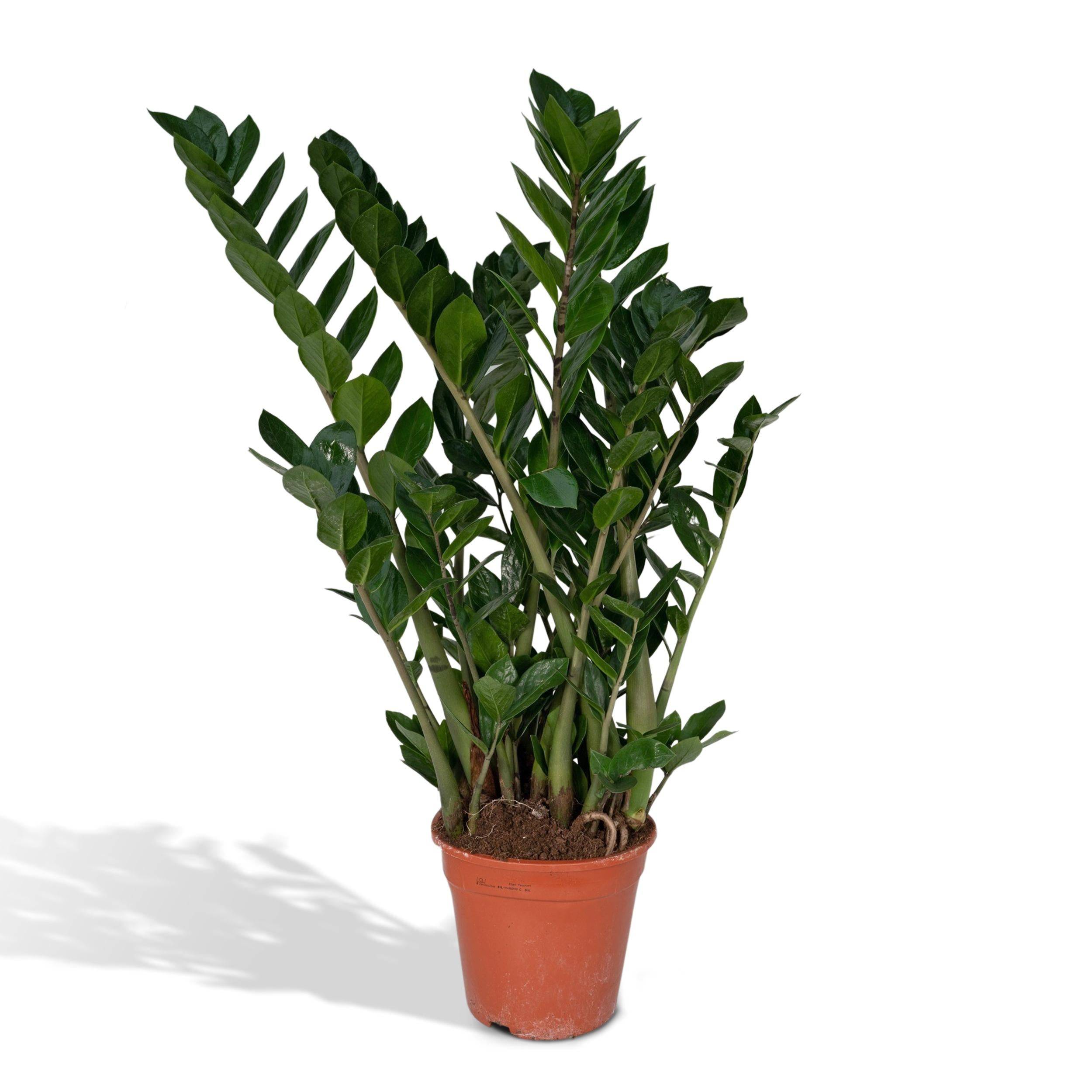 Zamioculcas Zamifiolias 100cm - Plante d'intérieur- La Green Touch - Image 1