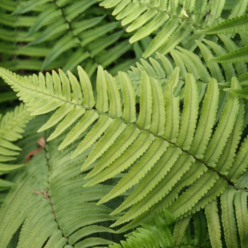 Fougère des bois noirs, Dryopteris - Godet - 5/20 cm