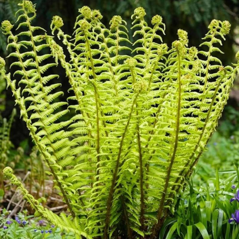 Fougère des bois noirs, Dryopteris - Godet - 5/20 cm