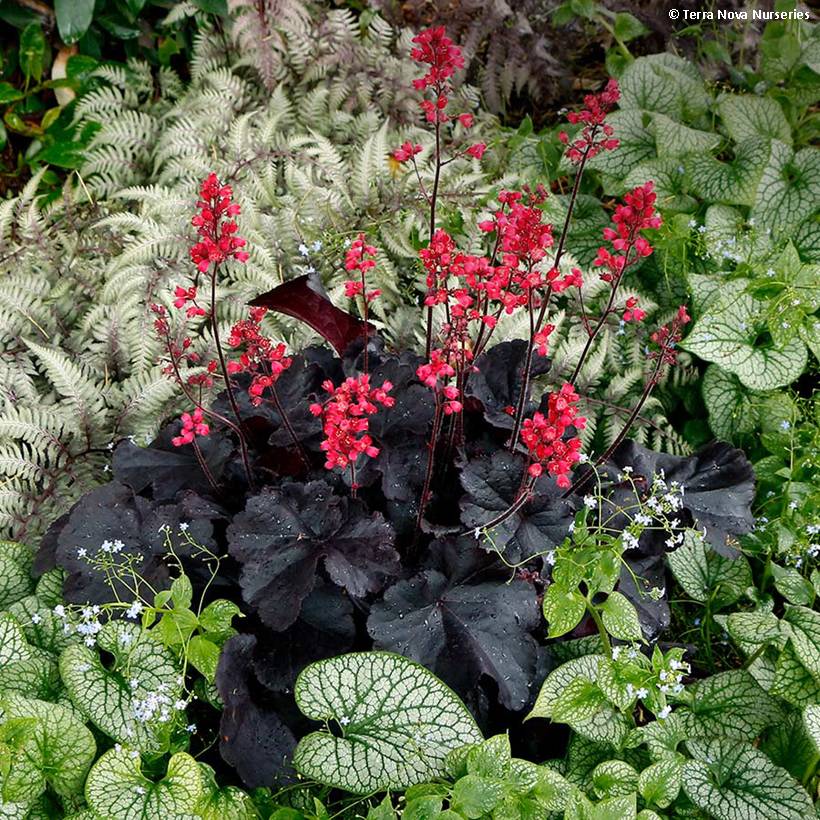 Promesse de Fleurs - Heuchère - Heuchera Black Forest Cake Godet de 8/9 cm
