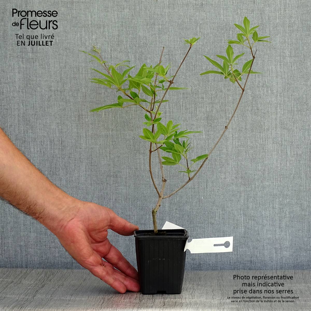 Promesse de Fleurs - Vitex agnus castus Latifolia - Gattilier Godet de 8/9 cm - Image 2