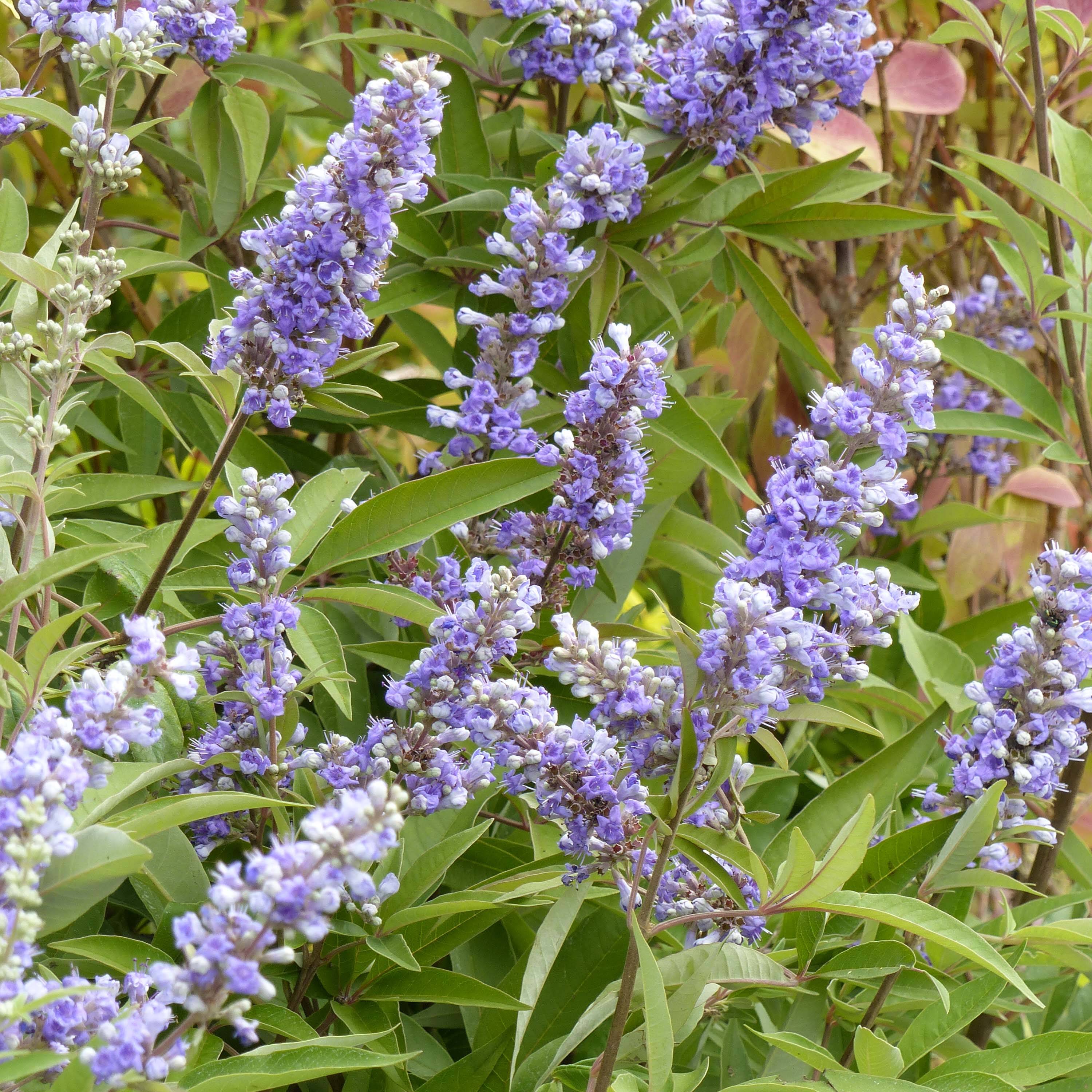 Promesse de Fleurs - Vitex agnus castus Latifolia - Gattilier Godet de 8/9 cm