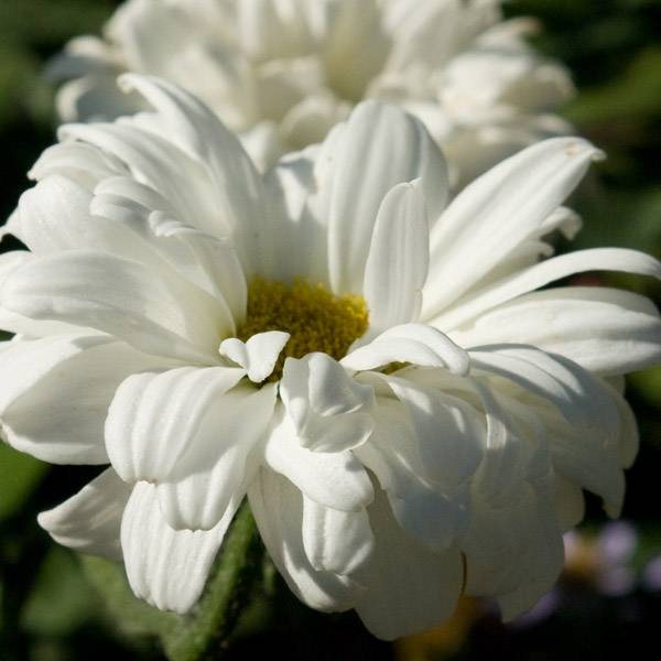 Promesse de Fleurs - Leucanthemum Victorian Secret - Marguerite à fleurs doubles Godet de 8/9 cm
