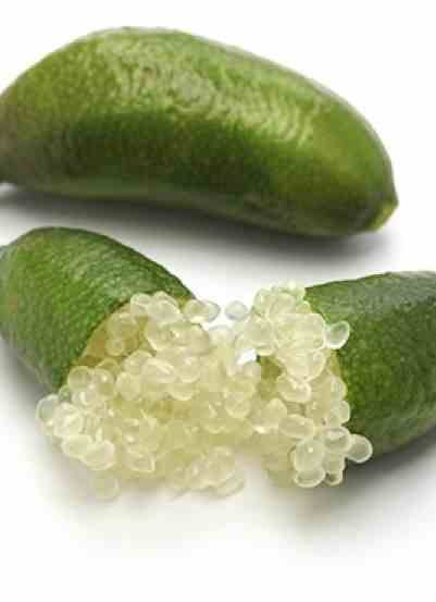 0 - Microcitrus australasica (Caviar de citron) Pot de 4 litres - 40/60 cm - Image 3