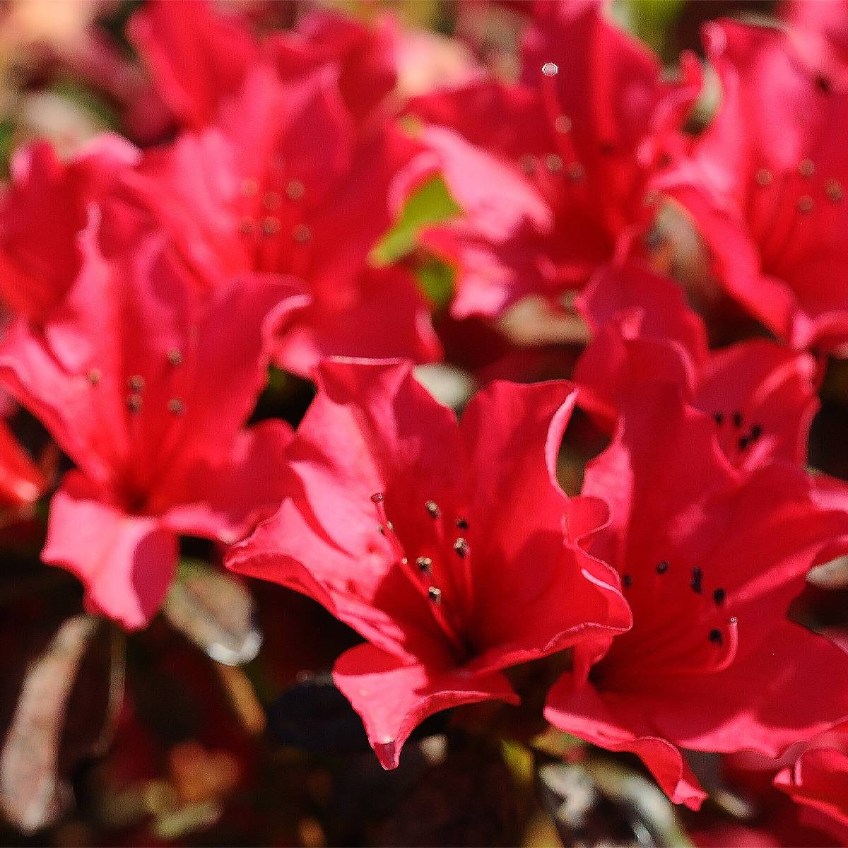Rhododendron Elizabeth Red Foliage Pot de 2L/3L - Gamm vert