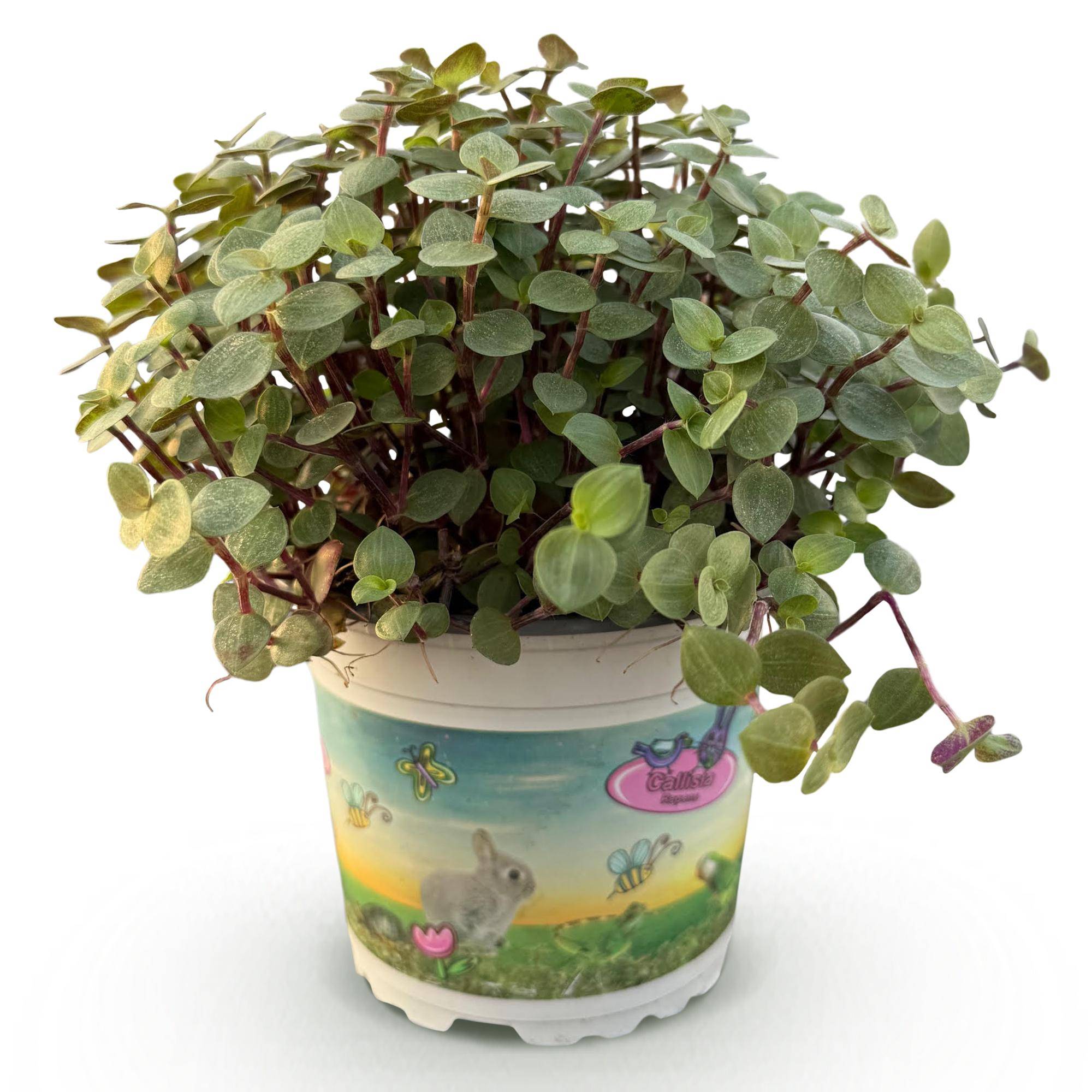 Calissia Repens - Image 3