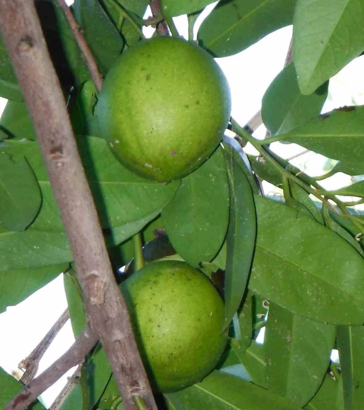 0 - Diospyros digyna (sapote noire) Pot de 7 litres - 80/100 cm - Image 2