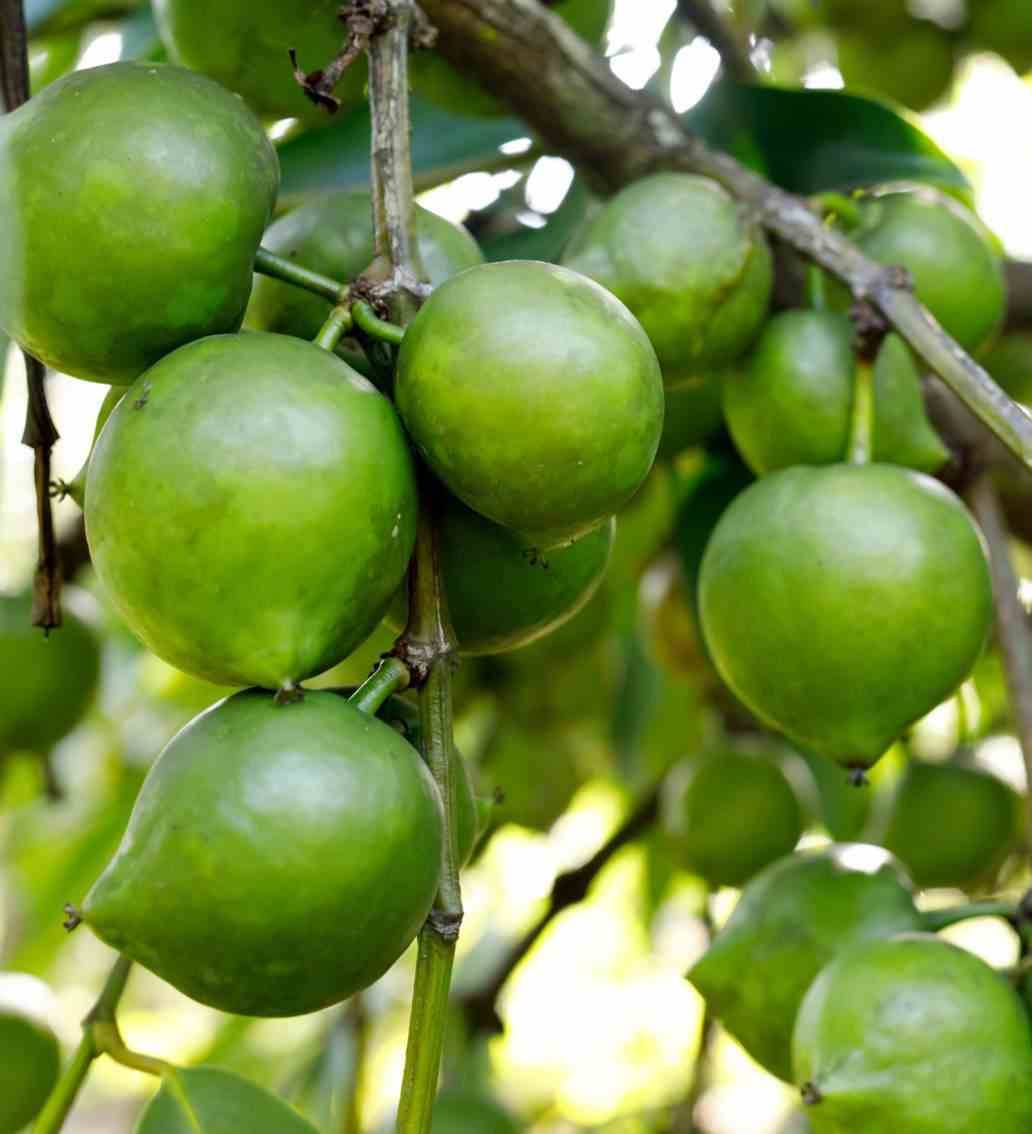 0 - Diospyros digyna (sapote noire) Pot de 7 litres - 80/100 cm - Image 3