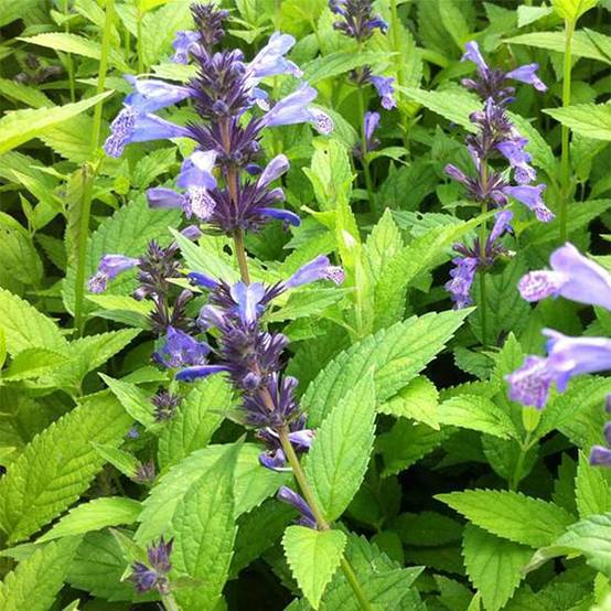 Promesse de Fleurs - Nepeta manchuriensis Manchu Blue Godet de 8/9 cm