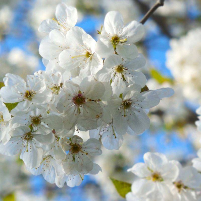 Cerisier bigarreau 'Marmotte' (Prunus avium 'Marmotte') - Scion de 150cm - Pépinières Naudet - Image 2