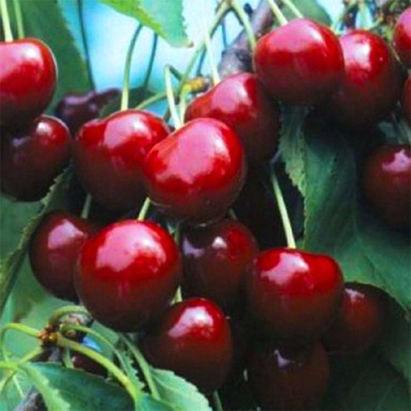 Cerisier bigarreau 'Marmotte' (Prunus avium 'Marmotte') - Scion de 150cm - Pépinières Naudet - Image 1