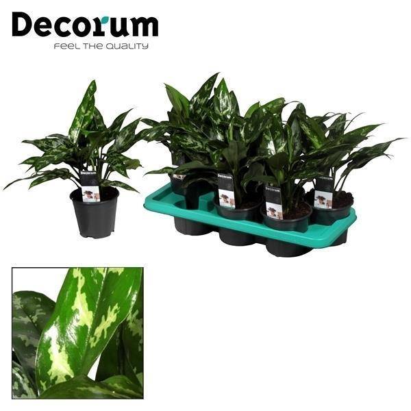 Aglaonema Maria - D14 H40cm