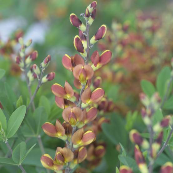 Baptisia Cherries Jubilee - Lupin indigo Pot de 4L/5L