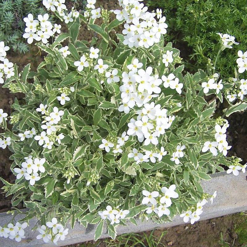 Arabis caucasica Variegata Godet de 8/9 cm