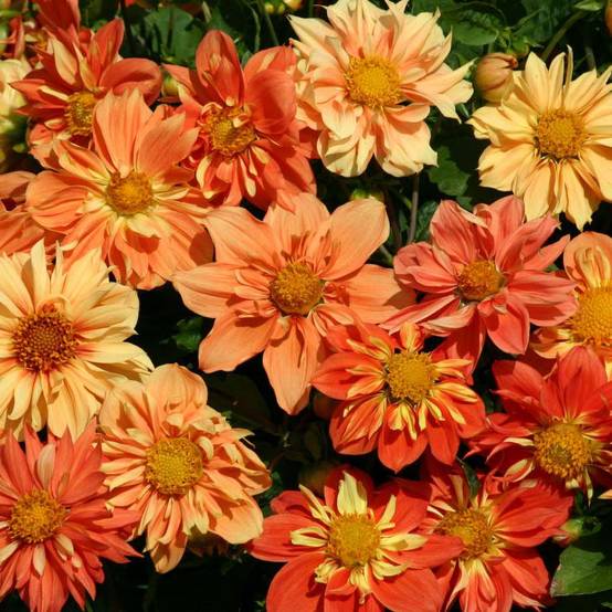 Promesse de Fleurs - Graines de Dahlia nain Sunny Reggae le sachet de 100 graines environ (1g)