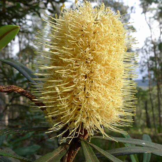 Banksia integrifolia - Banksia côtier Pot de 3L/4L - Image 1