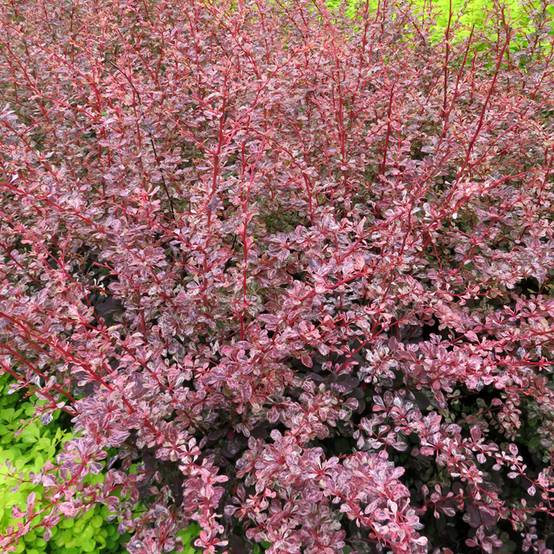 Berberis thunbergii Flamingo - Epine-vinette Godet de 8/9 cm