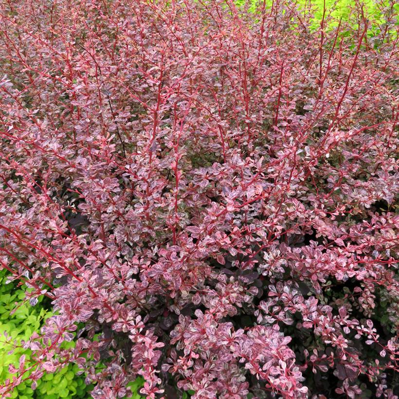 Berberis thunbergii Flamingo - Epine-vinette Godet de 8/9 cm