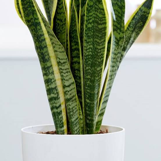Gardenersdream - 1 X Sanseveria Laurentii Langue De Belle-Mère Plante D'Intérieur Saine En Pot De 9 Cm - GardenersDream - Image 3