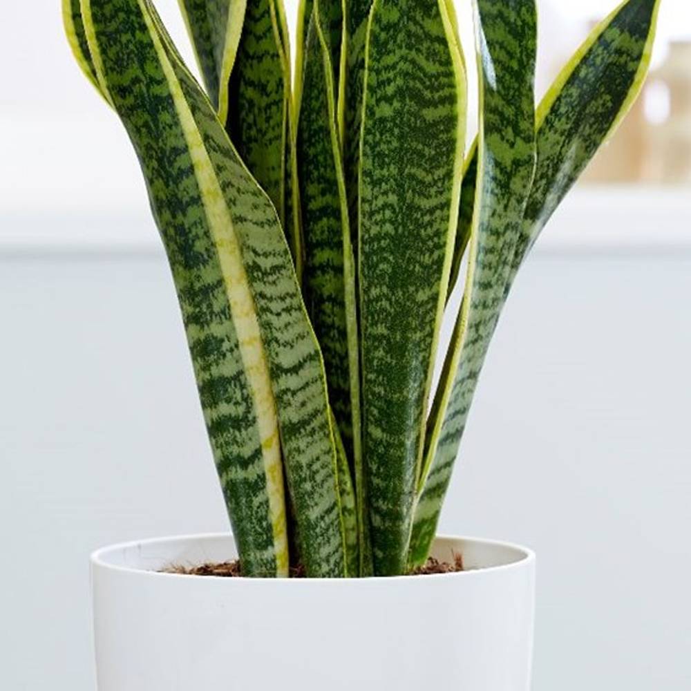 Gardenersdream - 1 X Sanseveria Laurentii Langue De Belle-Mère Plante D'Intérieur Saine En Pot De 9 Cm - GardenersDream - Image 3