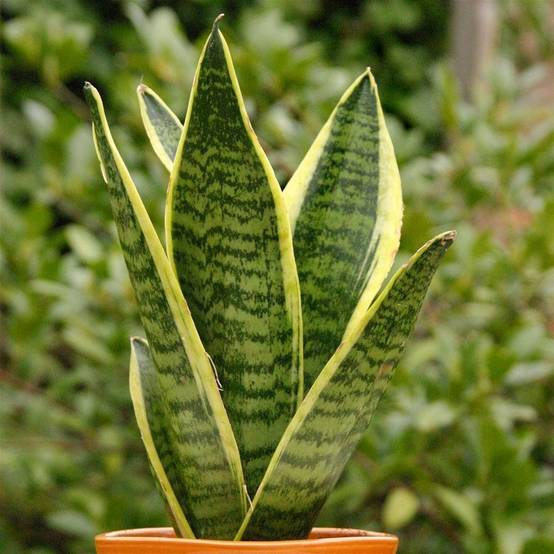 Gardenersdream - 1 X Sanseveria Laurentii Langue De Belle-Mère Plante D'Intérieur Saine En Pot De 9 Cm - GardenersDream - Image 1