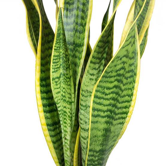 Gardenersdream - 1 X Sanseveria Laurentii Langue De Belle-Mère Plante D'Intérieur Saine En Pot De 9 Cm - GardenersDream - Image 2