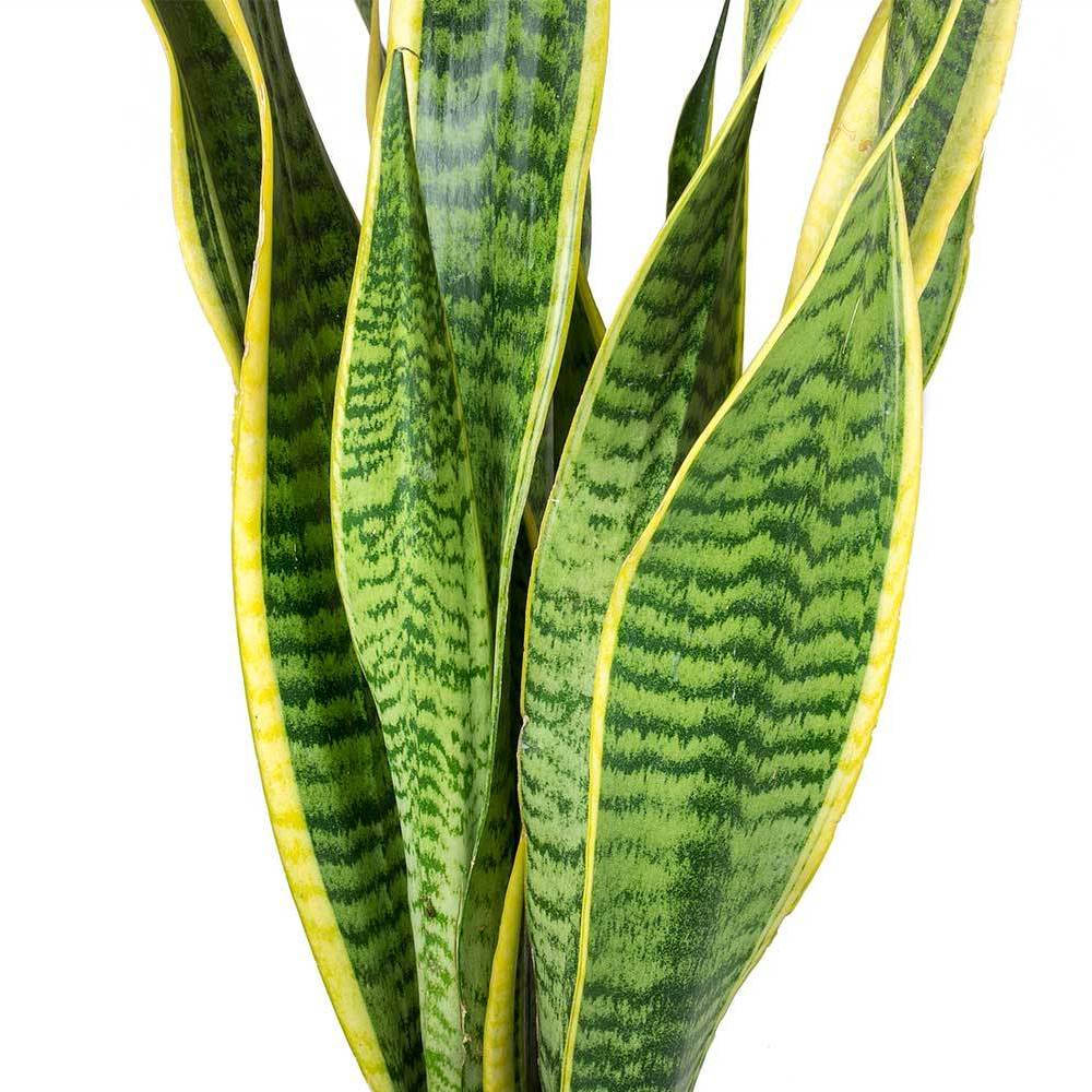 Gardenersdream - 1 X Sanseveria Laurentii Langue De Belle-Mère Plante D'Intérieur Saine En Pot De 9 Cm - GardenersDream - Image 2