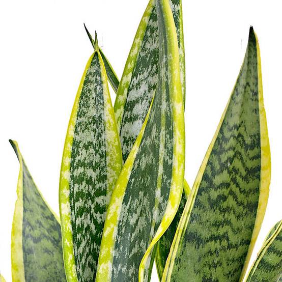 Gardenersdream - 1 X Sanseveria Laurentii Langue De Belle-Mère Plante D'Intérieur Saine En Pot De 9 Cm - GardenersDream - Image 4