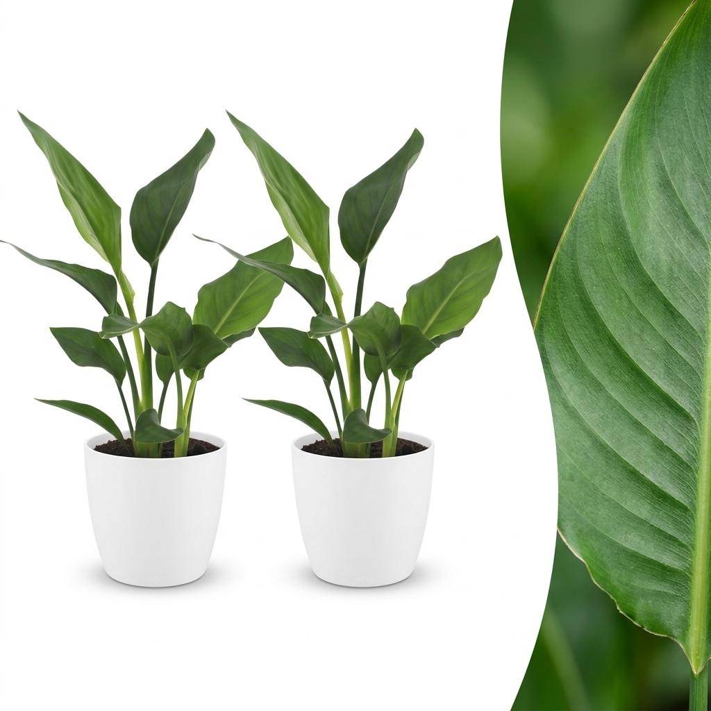 Strelitzia Reginea - Oiseau de paradis - Pot de 12cm - 2 plantes - Blanc - Plantes d'intérieur - Image 1