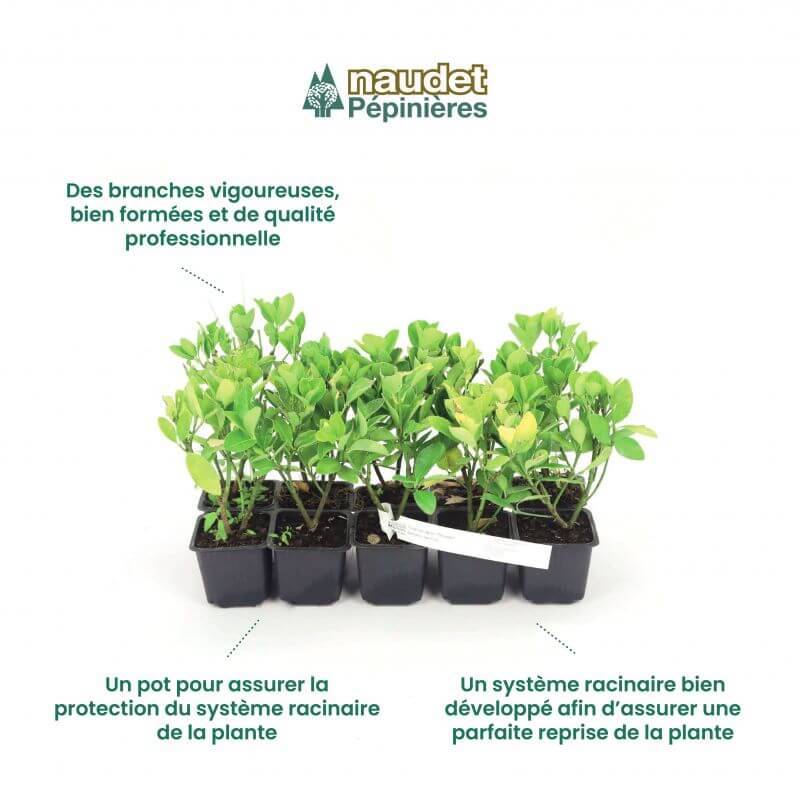 10 Eucalyptus (Eucalyptus Gunnii) - Haie de Eucalyptus - - Pépinières Naudet - Image 4