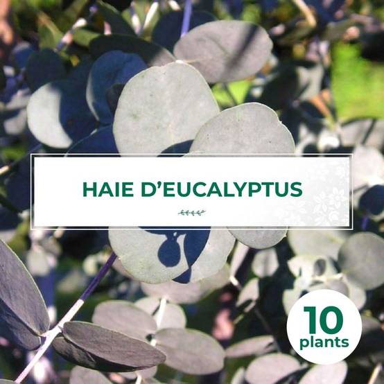 10 Eucalyptus (Eucalyptus Gunnii) - Haie de Eucalyptus - - Pépinières Naudet - Image 1