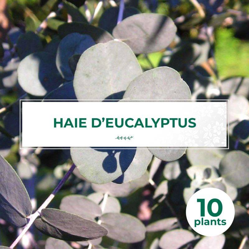 10 Eucalyptus (Eucalyptus Gunnii) - Haie de Eucalyptus -  - Pépinières Naudet - Image 1