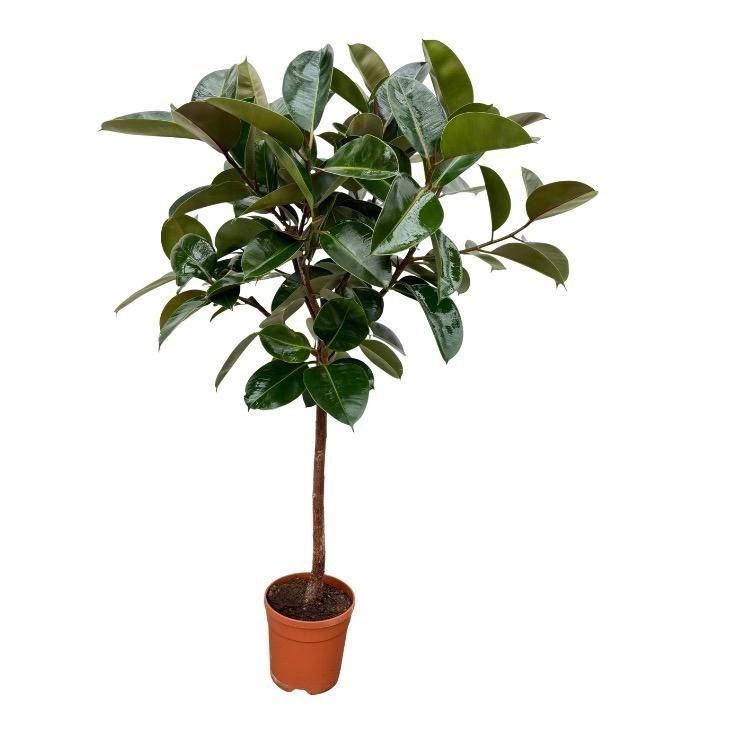 Ficus Elastica Robusta sur tige - Plantes d'intérieur - Image 1