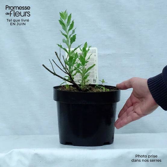 Perovskia atriplicifolia Little Spire - Sauge d'Afghanistan compacte Pot de 2L/3L - Image 2