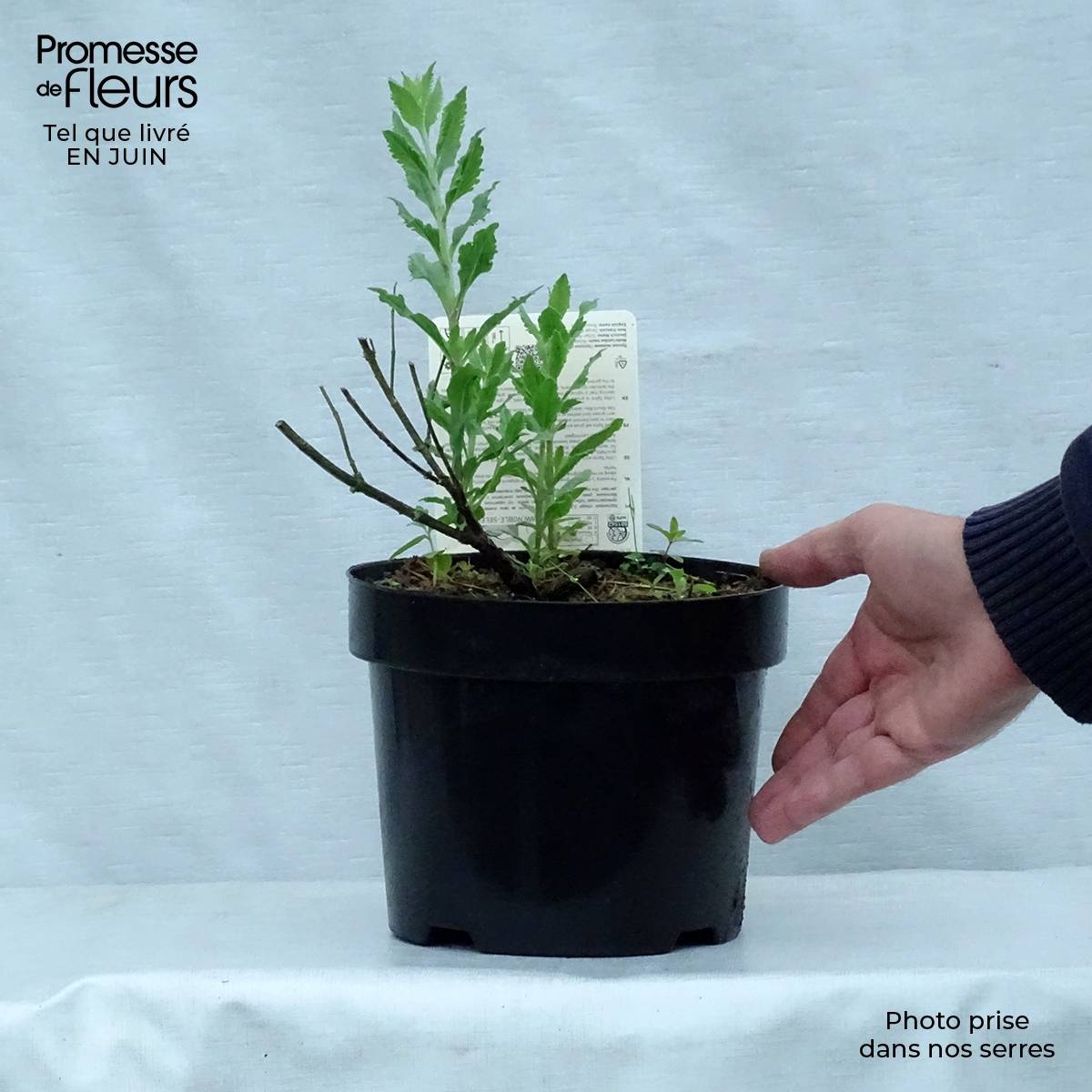 Perovskia atriplicifolia Little Spire - Sauge d'Afghanistan compacte Pot de 2L/3L - Image 2