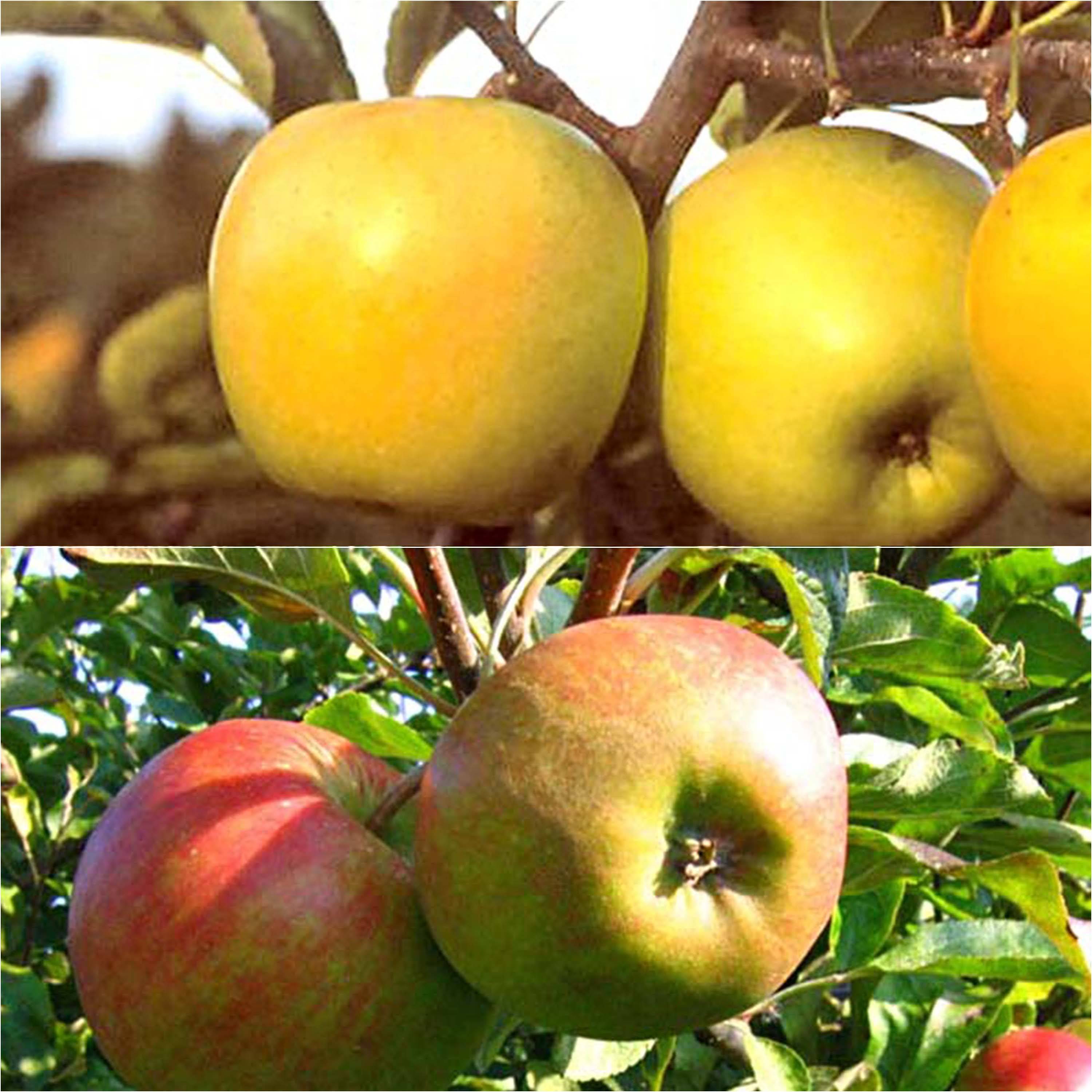 Promesse de Fleurs - Duo pollinisateur de pommes à cuire en gobelet - Collection de 2 plantes