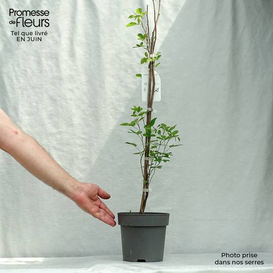Lespedeza thunbergii Pot de 2L/3L - Image 2